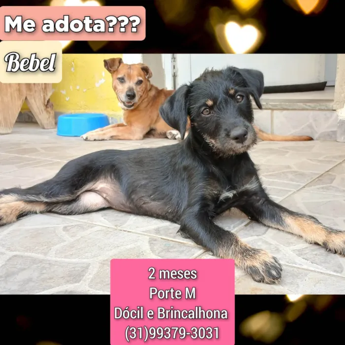 Cachorro ra a SRD-ViraLata idade 2 a 6 meses nome Bebel