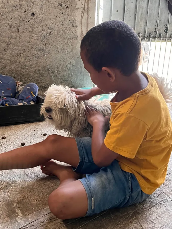 Cachorro ra a SRD-ViraLata idade 5 anos nome Perdido