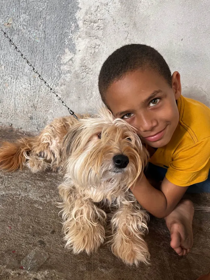 Cachorro ra a Poodle idade 2 anos nome Ravena