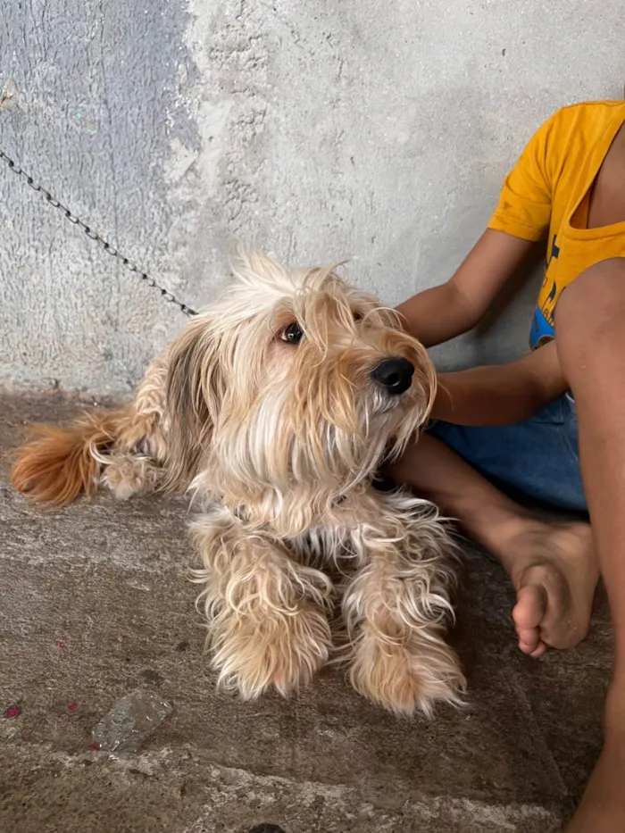 Cachorro ra a Poodle idade 2 anos nome Ravena