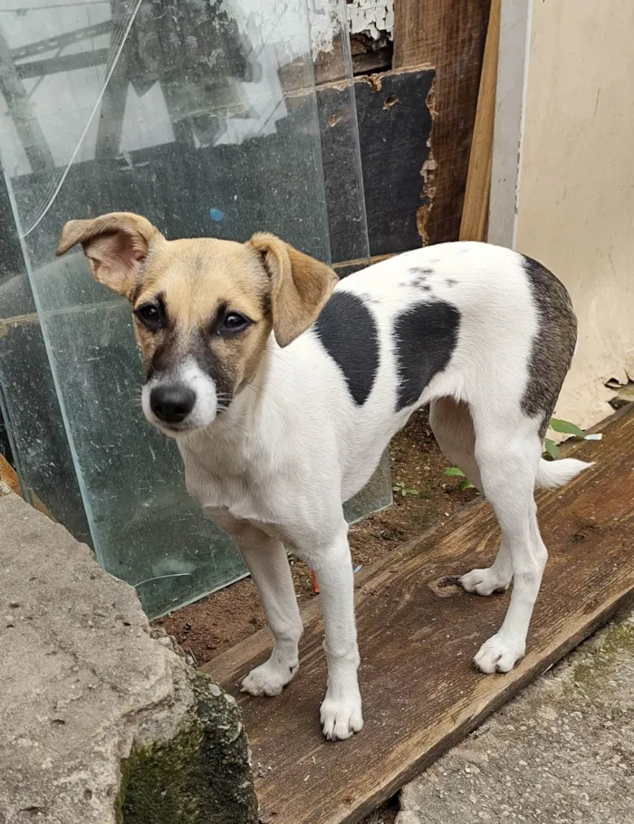 Cachorro ra a SRD-ViraLata idade 2 a 6 meses nome Nina