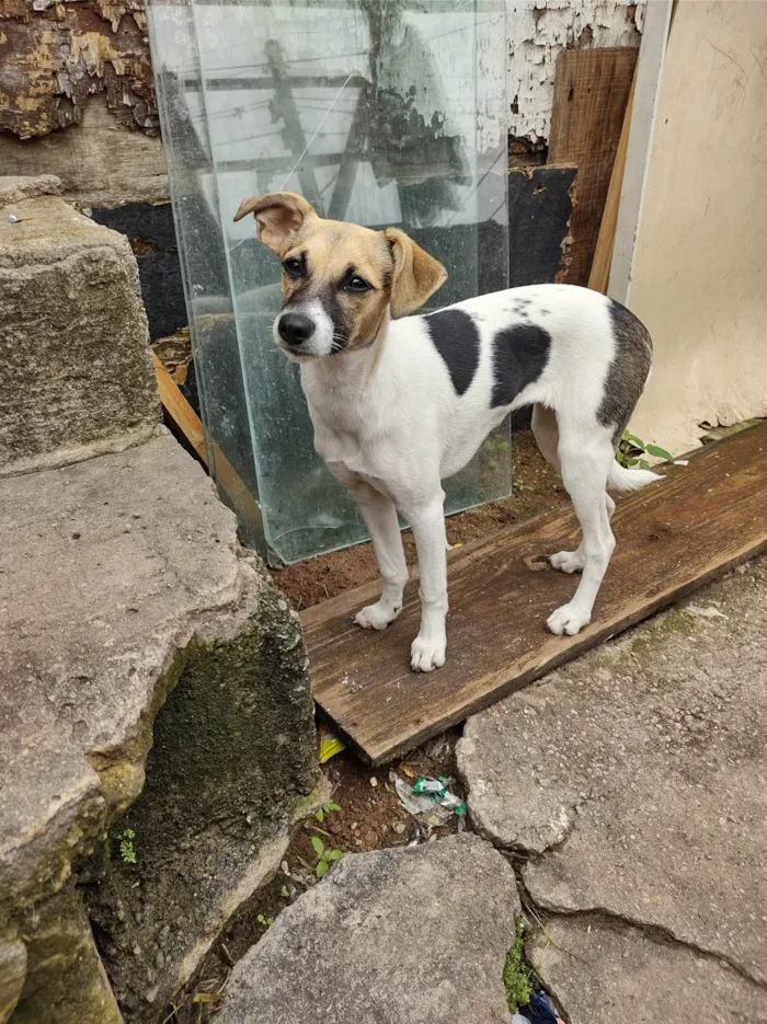 Cachorro ra a SRD-ViraLata idade 2 a 6 meses nome Nina