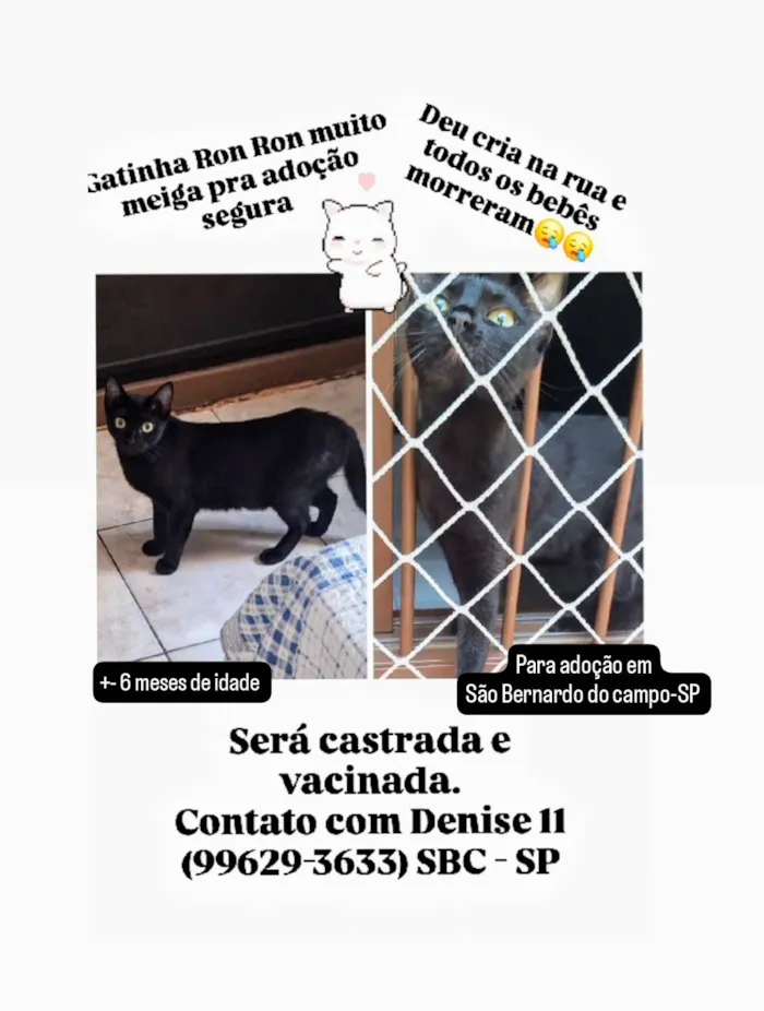 Gato ra a SRD-ViraLata idade 7 a 11 meses nome Gatinha Pompom