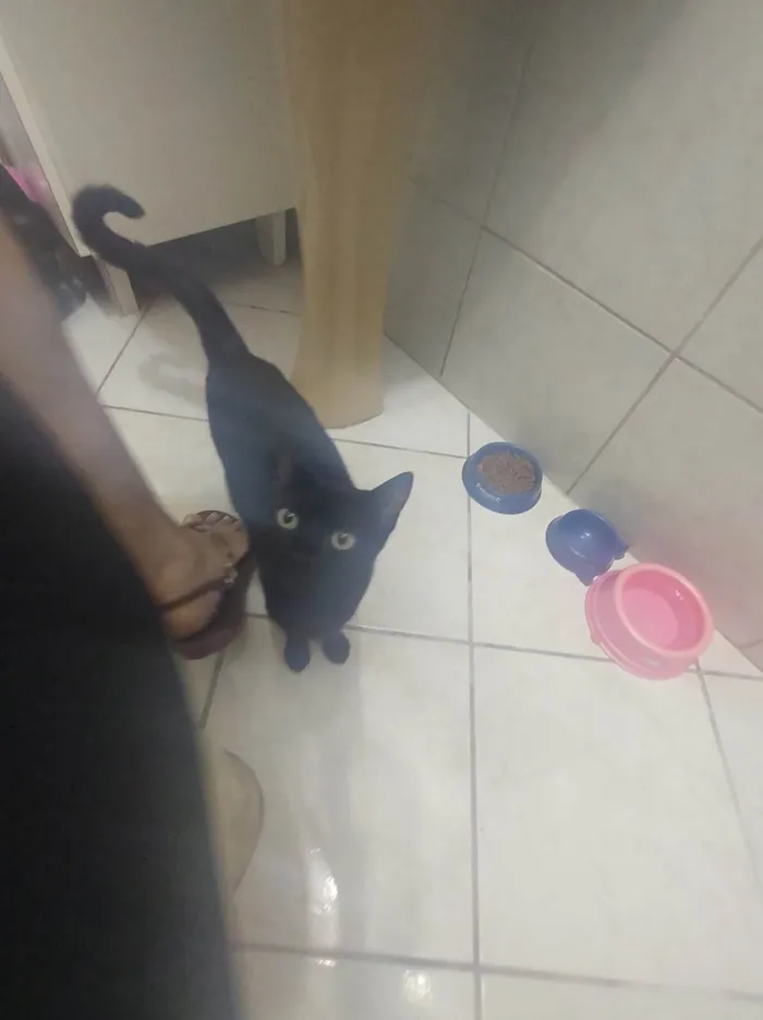 Gato ra a SRD-ViraLata idade 7 a 11 meses nome Gatinha Pompom