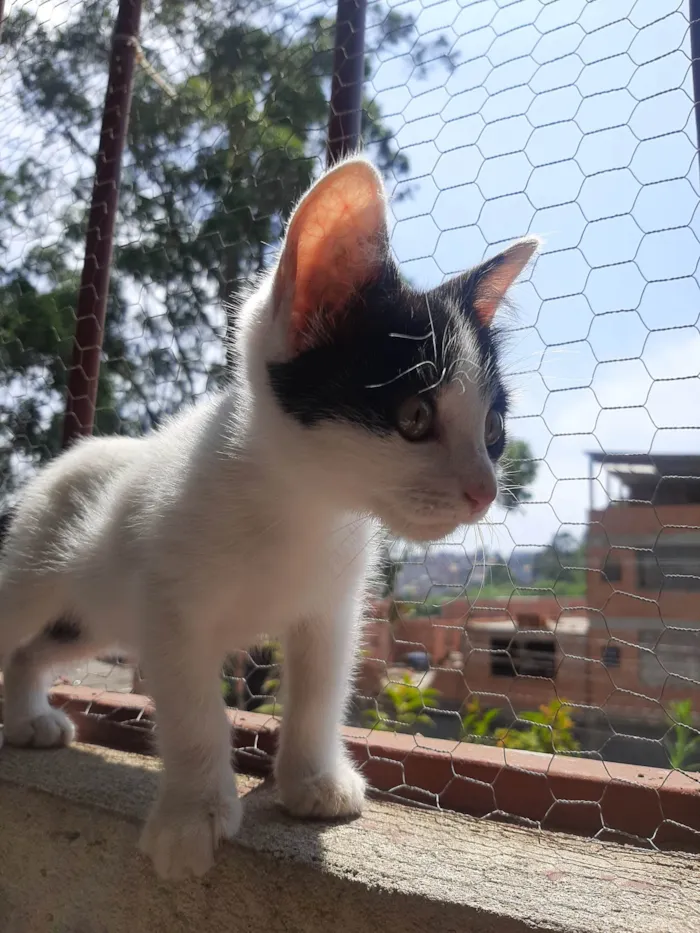 Gato ra a SRD-ViraLata idade Abaixo de 2 meses nome Flocos