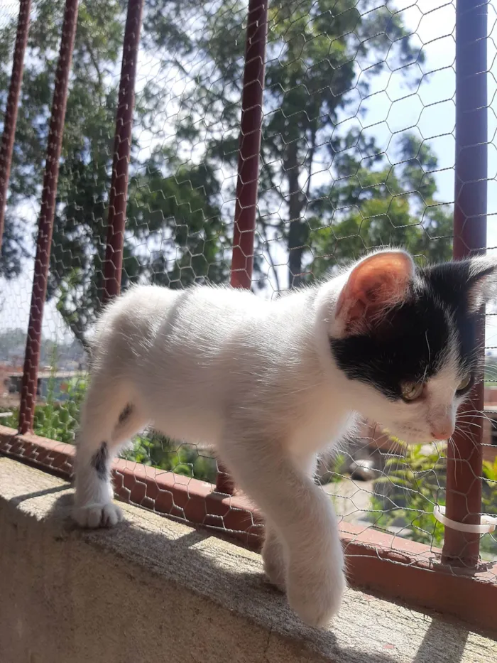 Gato ra a SRD-ViraLata idade Abaixo de 2 meses nome Flocos