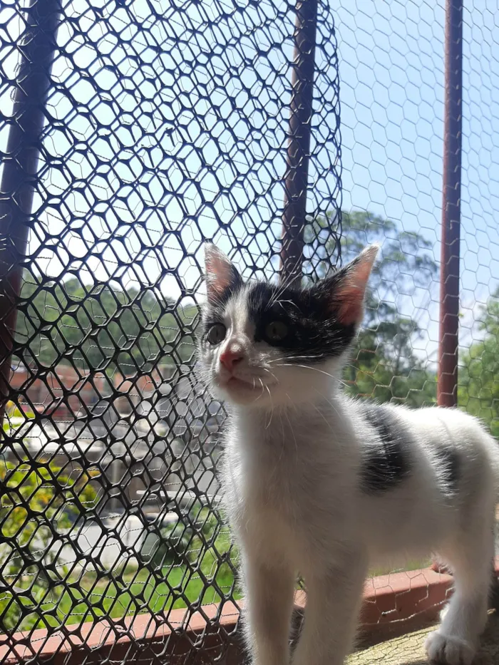 Gato ra a SRD-ViraLata idade Abaixo de 2 meses nome Flocos