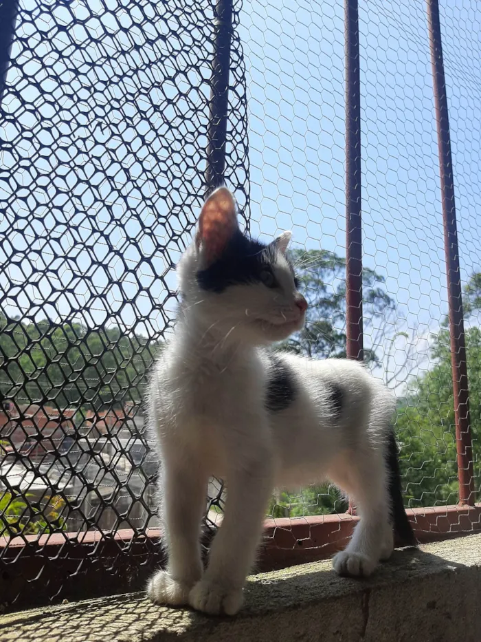 Gato ra a SRD-ViraLata idade Abaixo de 2 meses nome Flocos