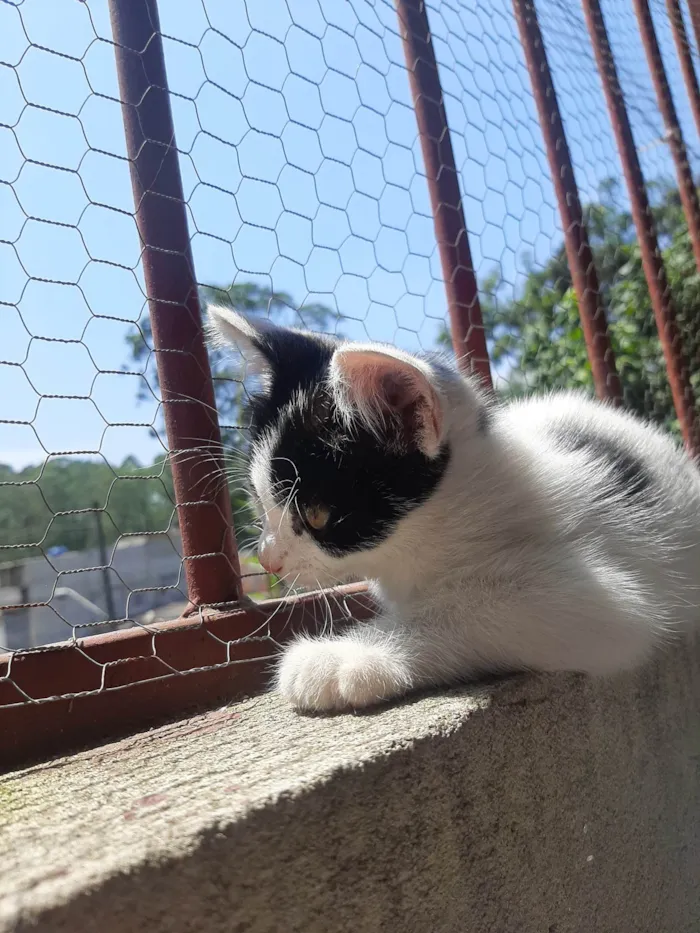 Gato ra a SRD-ViraLata idade Abaixo de 2 meses nome Flocos