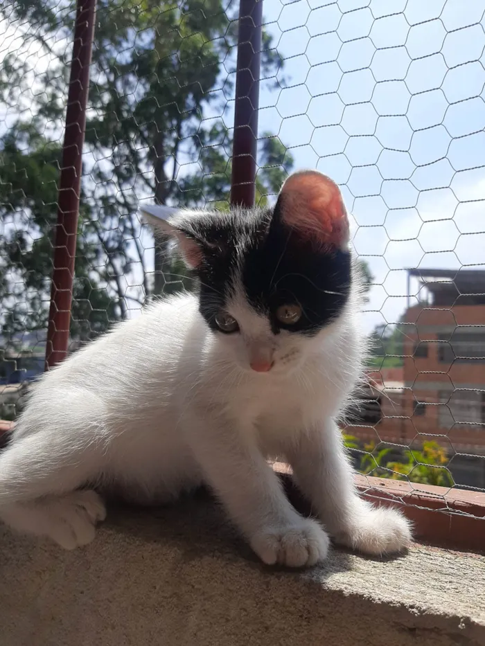 Gato ra a SRD-ViraLata idade Abaixo de 2 meses nome Flocos