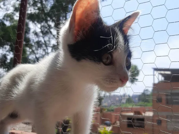 Gato ra a SRD-ViraLata idade Abaixo de 2 meses nome Flocos