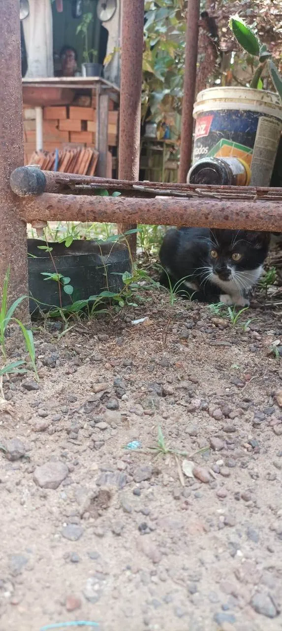 Gato ra a SRD-ViraLata idade 2 a 6 meses nome Tom