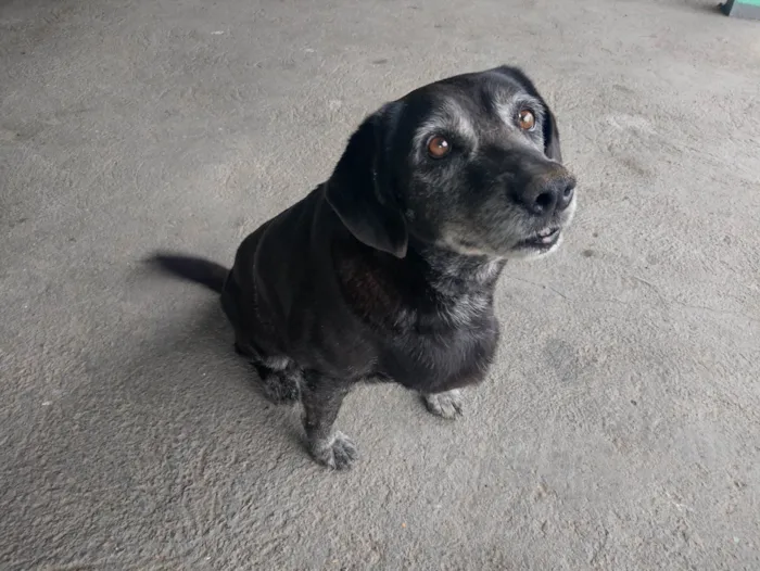 Cachorro ra a SRD-ViraLata idade 6 ou mais anos nome MEG