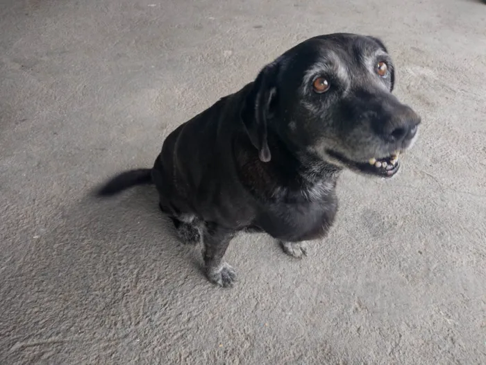 Cachorro ra a SRD-ViraLata idade 6 ou mais anos nome MEG