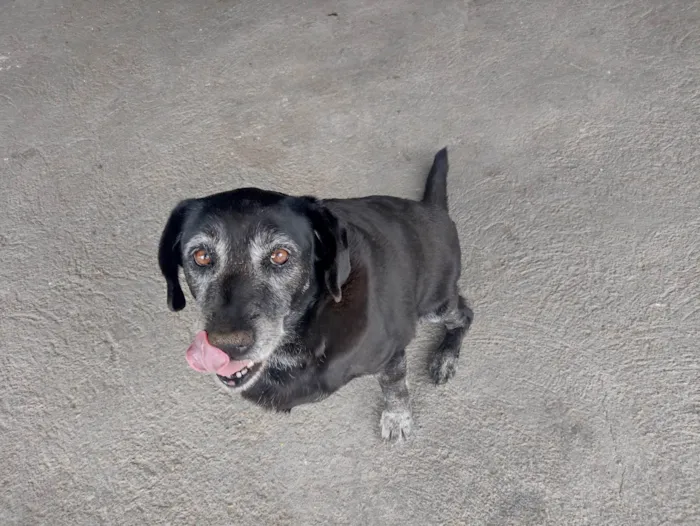 Cachorro ra a SRD-ViraLata idade 6 ou mais anos nome MEG