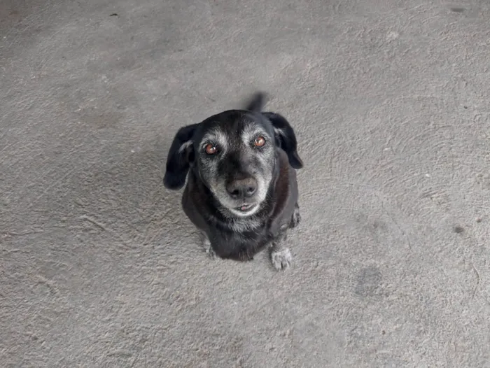 Cachorro ra a SRD-ViraLata idade 6 ou mais anos nome MEG