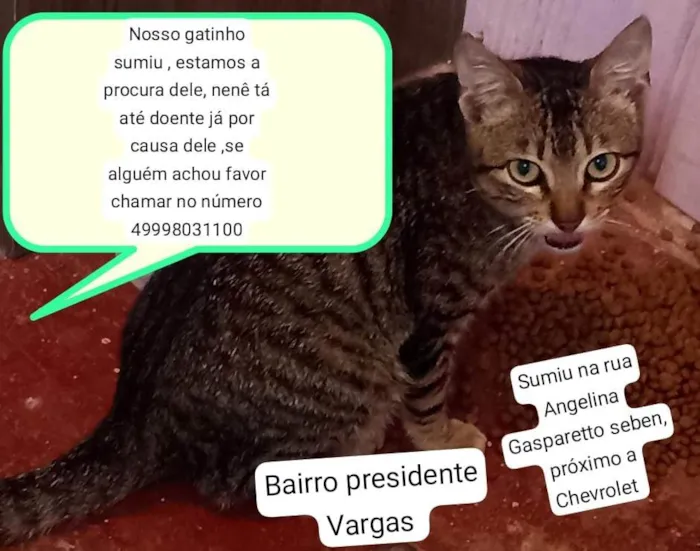 Gato ra a SRD-ViraLata idade 1 ano nome Mimo