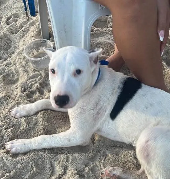 Cachorro ra a Pit-Bull idade 5 anos nome Ritinha/ scobar