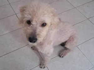 Cachorro raça Poodle idade 2 anos nome Popo