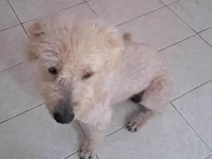 Cachorro raça Poodle idade 2 anos nome Popó 