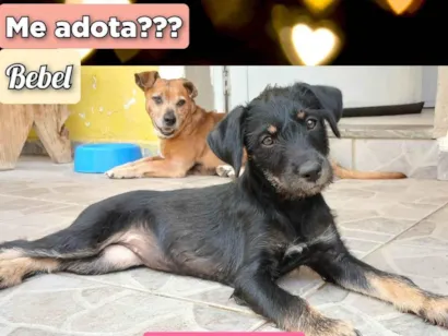 Cachorro raça SRD-ViraLata idade 2 a 6 meses nome Bebel