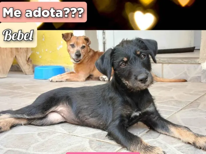 Cachorro ra a SRD-ViraLata idade 2 a 6 meses nome Bebel