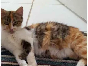 Gato raça SRD-ViraLata idade 2 anos nome Estrella