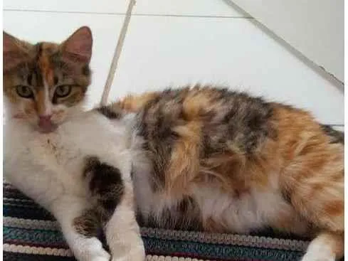 Gato ra a SRD-ViraLata idade 2 anos nome Estrella