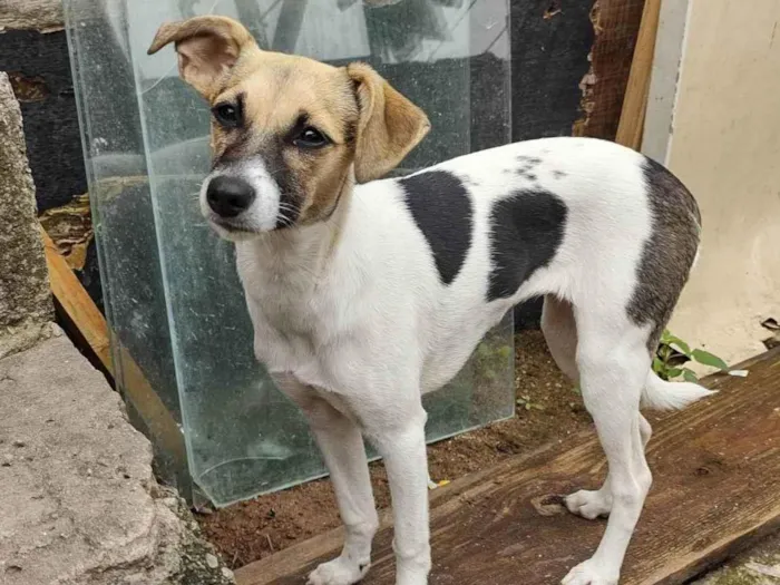 Cachorro ra a SRD-ViraLata idade 2 a 6 meses nome Nina