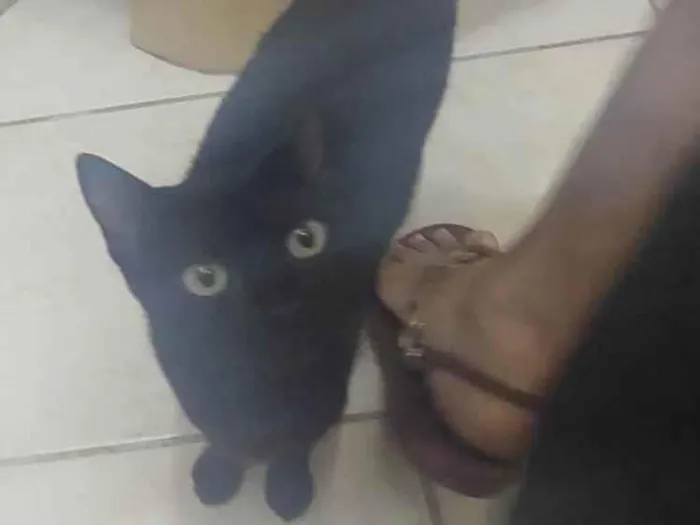 Gato ra a SRD-ViraLata idade 7 a 11 meses nome Gatinha Pompom