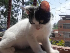 Gato raça SRD-ViraLata idade Abaixo de 2 meses nome Sem nome