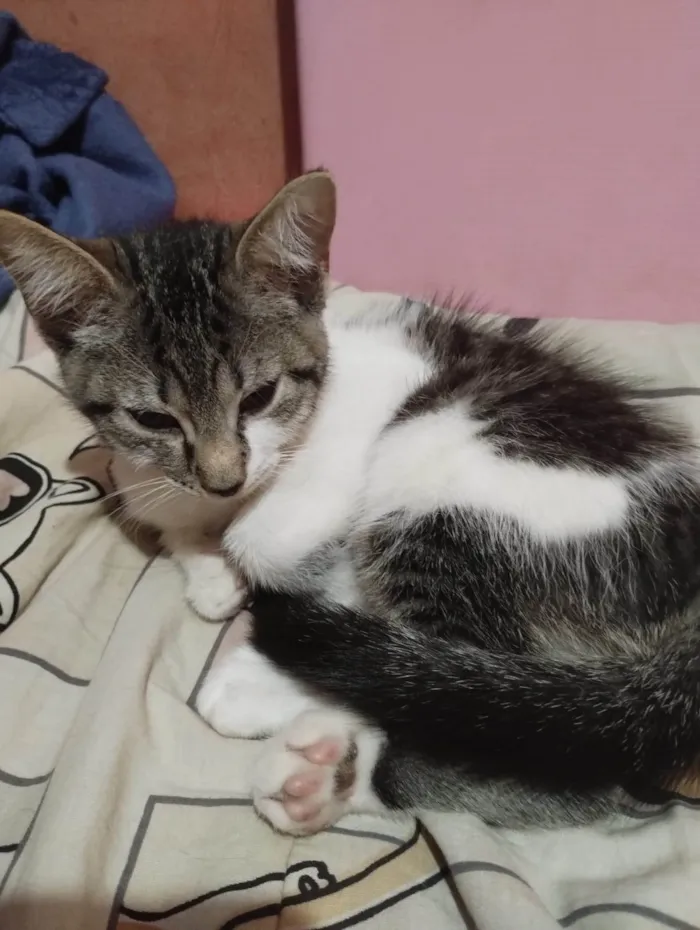 Gato ra a SRD-ViraLata idade 2 a 6 meses nome Kiki