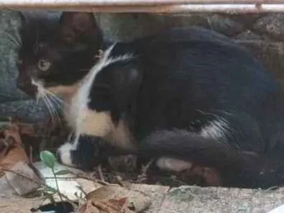 Gato raça SRD-ViraLata idade 2 a 6 meses nome Tom