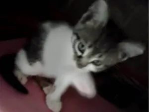 Gato raça SRD-ViraLata idade 2 a 6 meses nome Kiki