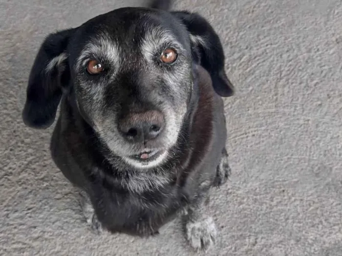 Cachorro ra a SRD-ViraLata idade 6 ou mais anos nome MEG