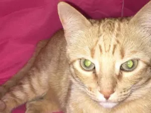 Gato raça SRD-ViraLata idade 3 anos nome Lelinha