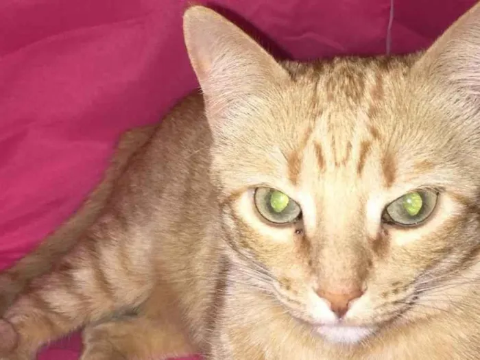 Gato ra a SRD-ViraLata idade 3 anos nome Lelinha