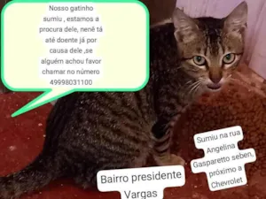 Gato raça SRD-ViraLata idade 1 ano nome Mimo