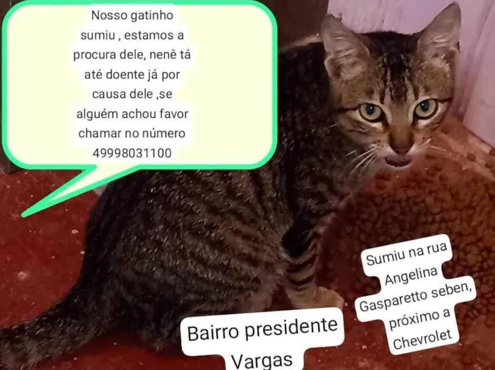 Gato ra a SRD-ViraLata idade 1 ano nome Mimo