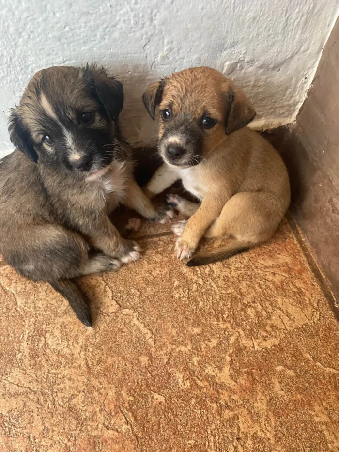 Cachorro ra a SRD-ViraLata idade Abaixo de 2 meses nome Sem nome 