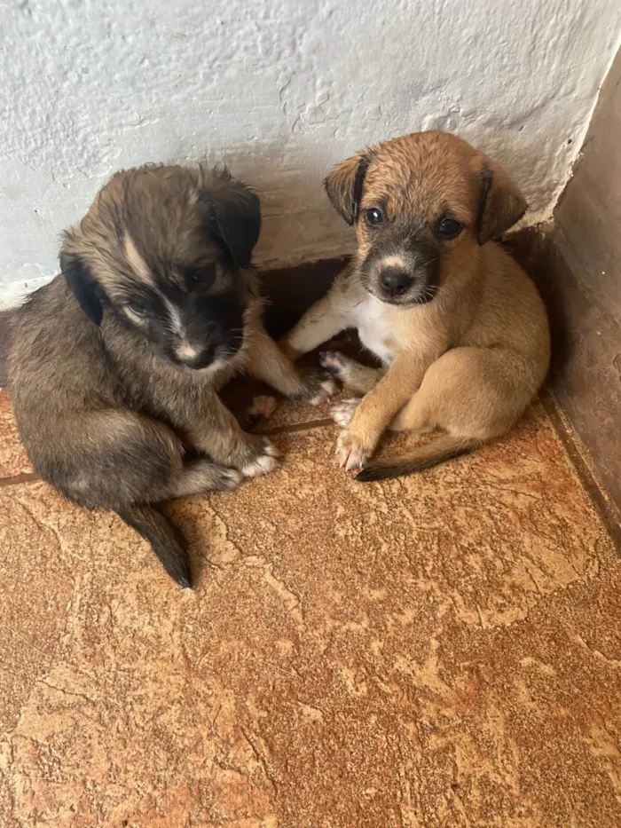 Cachorro ra a SRD-ViraLata idade Abaixo de 2 meses nome Sem nome 