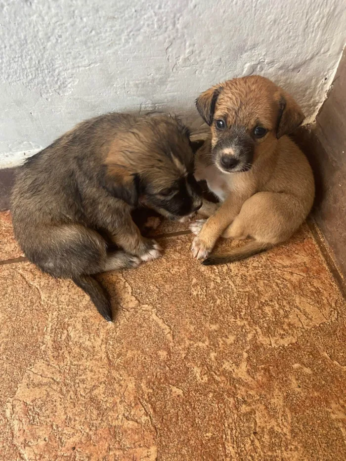 Cachorro ra a SRD-ViraLata idade Abaixo de 2 meses nome Sem nome 