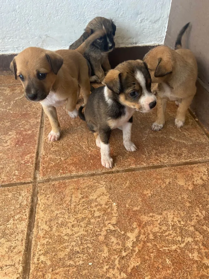 Cachorro ra a SRD-ViraLata idade Abaixo de 2 meses nome Sem nome 