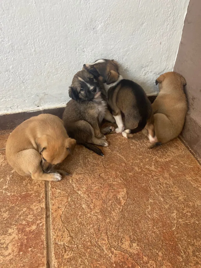 Cachorro ra a SRD-ViraLata idade Abaixo de 2 meses nome Sem nome 