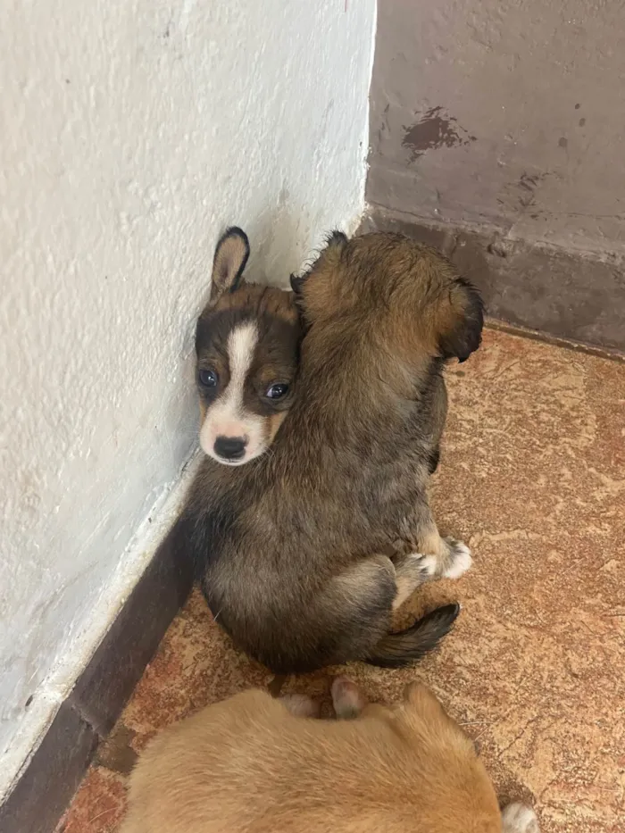 Cachorro ra a SRD-ViraLata idade Abaixo de 2 meses nome Sem nome 