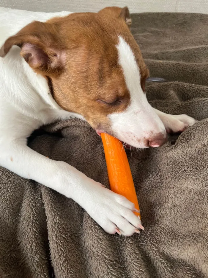 Cachorro ra a SRD-ViraLata idade 7 a 11 meses nome Frederico