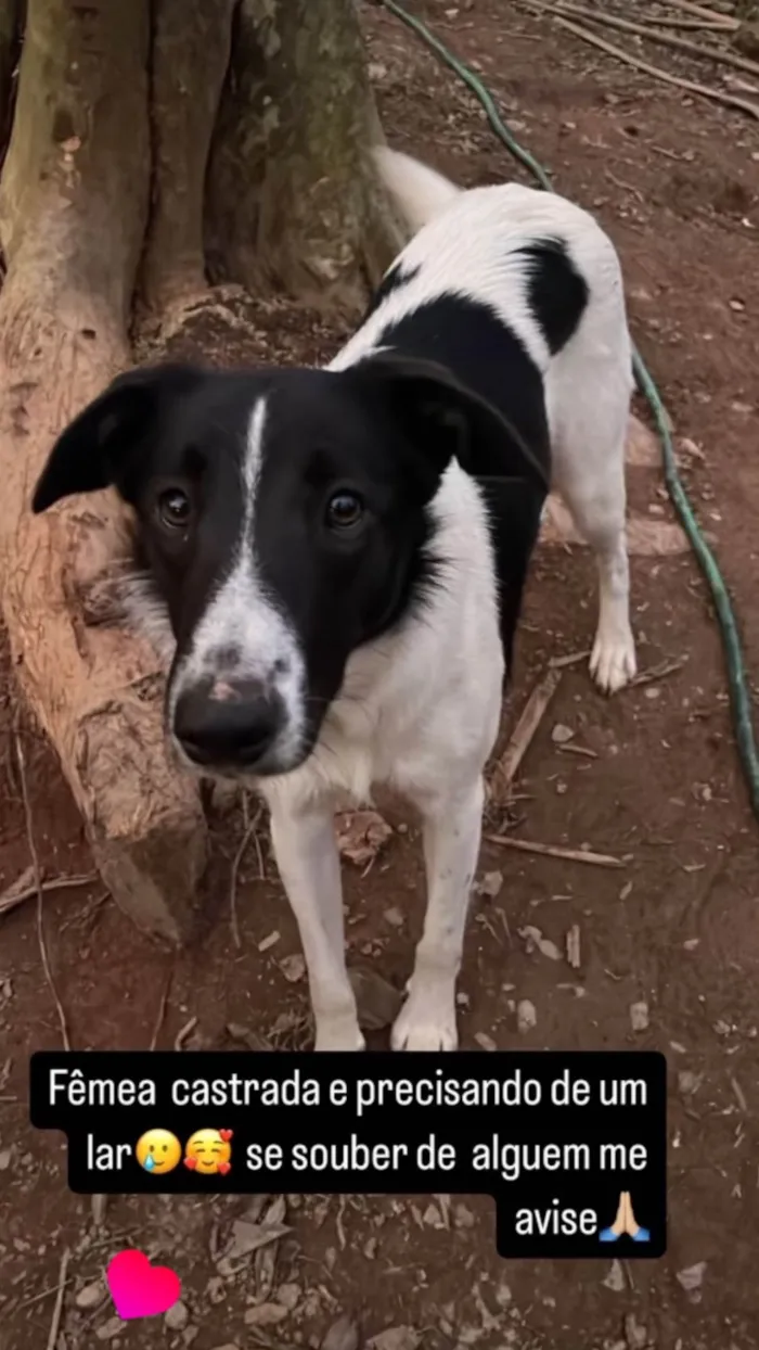 Cachorro ra a SRD-ViraLata idade 1 ano nome Meg