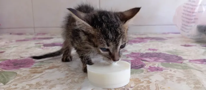 Gato ra a Persa idade Abaixo de 2 meses nome Bellakath