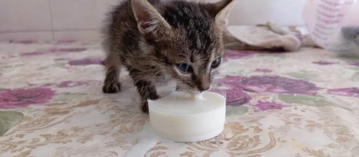 Gato ra a Persa idade Abaixo de 2 meses nome Bellakath