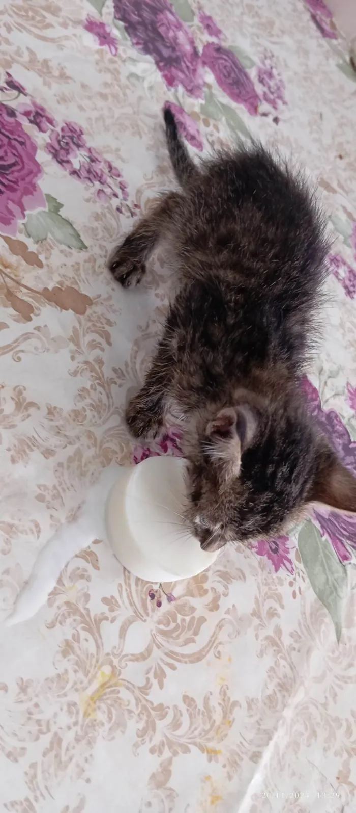 Gato ra a Persa idade Abaixo de 2 meses nome Bellakath